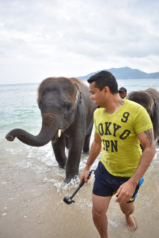 Swimming with baby elephants in phuket thailand